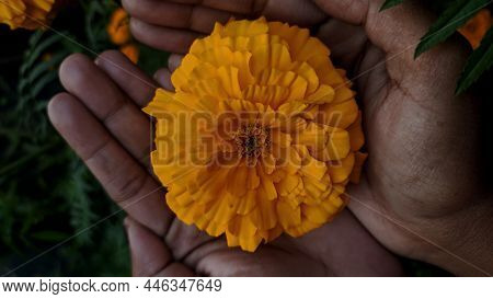 Woman Hands Holding Freshly Marigold Flower Or Ganda. Orange Flower In Garden. Selective Focus