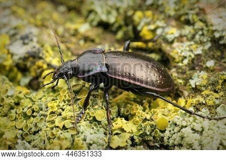 Closeup On A Large Ground Beetle, The Bronze Carabid, Carabus Nemoralis On Green Moss