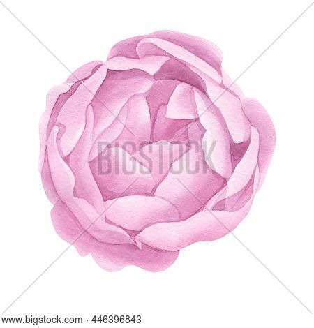 Vintage Hand Made Line Peonies Or Rose Set. Botanical Froral Design. Isolated On White Flowers. For 
