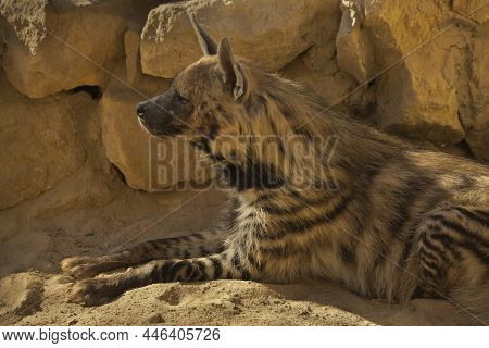 The Striped Hyena (hyaena Hyaena) In Zoo.