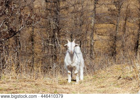 Small Goat In Highlands Or Mountains In Karakol Ethno-natural Park Uch Enmek, Altai Republic, Russia