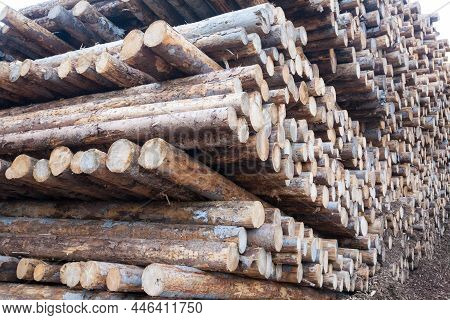 Background Of Cut Pine Logs. Vaia Storm Effects