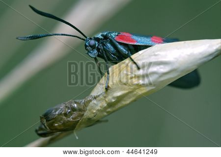 Born Of Wild  Zygaenidae