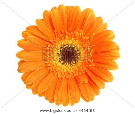 Orange Gerbera Isolated