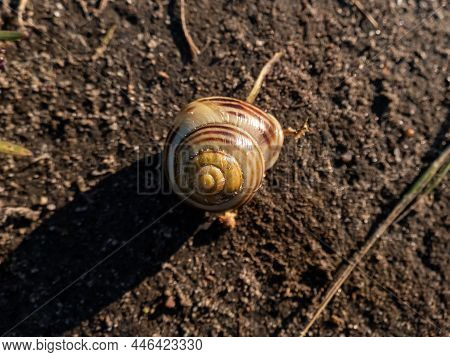 Macro Shot Of Striped Snail - The White-lipped Snail Or Garden Banded Snail (cepaea Hortensis) In A 