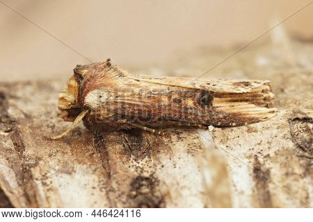 Closeup On A Shuttle-shaped Dart Moth, Agrotis Puta, Sitting On A Piece Of Wood In The Garden