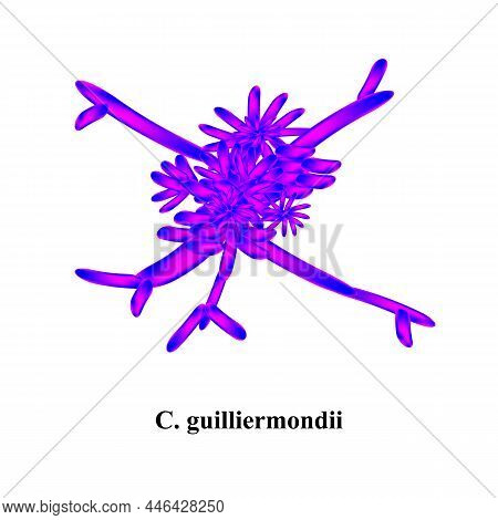 C. Guilliermondii Candida. Pathogenic Yeast-like Fungi Of The Candida Type Morphological Structure. 