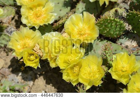 Barbary Fig Yellow Flower - Latin Name - Opuntia Monacantha (opuntia Vulgaris)