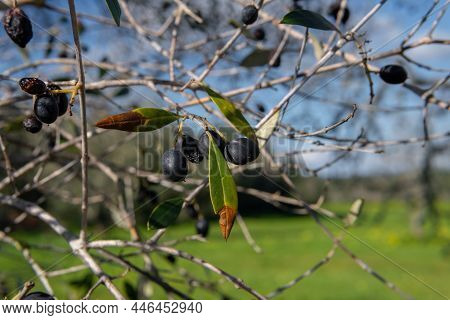 Close-up Of A Branch Of Wild Olive Tree, Olea Oleaster, With Its Fruit, On A Sunny Winter Day On The