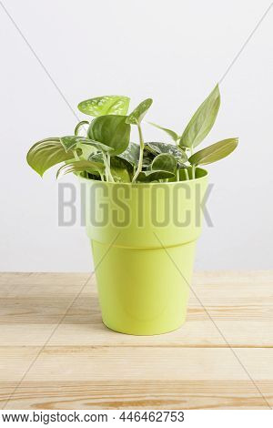 Scindapsus Pictus Plant In Flower Pot On Wooden Table
