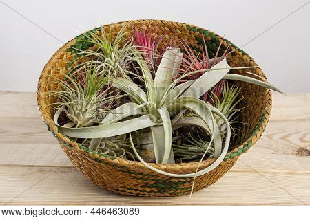 Set Of Tilandsia Ionantha And Xerographica Airplants In Wicker Basket On Wooden Table