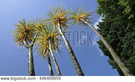 Palm Trees Blowing In The Wind With Blue Sky Background For Text Copy