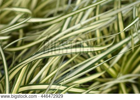 Striped Weeping Sedge Evergold Leaves - Latin Name - Carex Oshimensis Evergold