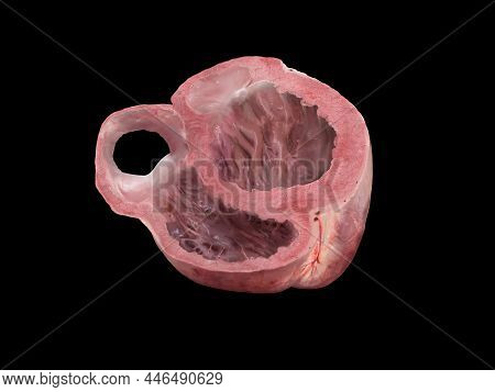 Heart Anatomy Cross Section Part . Study Education Medical Scheme Diagram Left And Right Ventricle, 