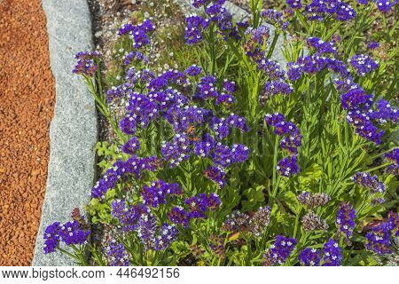 Beautiful View Of Purple Limonium Sinuatum Flowers. Colorful Nature Backgrounds.