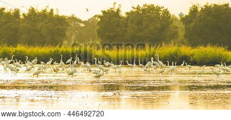 Animal Beautiful White Great White Egret Or Great White Heron (ardea Alba Casmerodius Albus) Standin