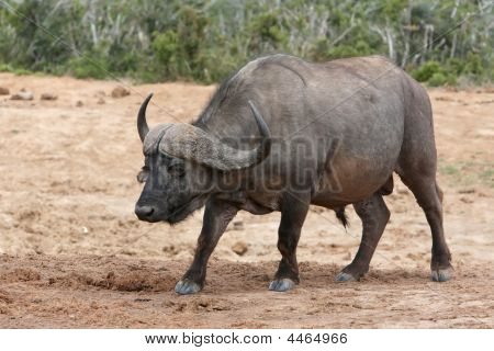 Cape Buffalo
