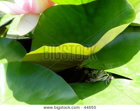 Froggy ภายใต้แผ่นลิลลี่
