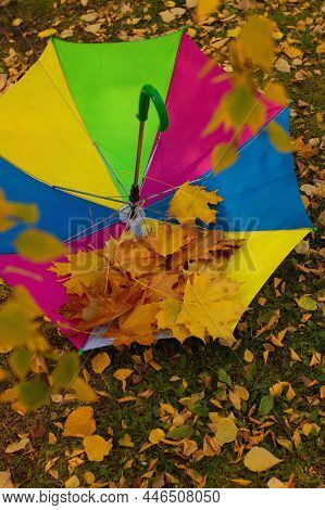 Multi-colored Umbrella In Colors Of Rainbow Lies On Ground With Yellow Autumn Leaves