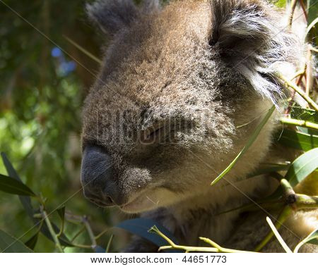 Koala Bear lepää