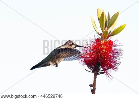 A Tasty Treat. A Hummingbird Eating From A Red Flower, Lompoc, California
