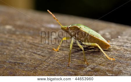 Pentatomidae Palomena Prasina On A Wood