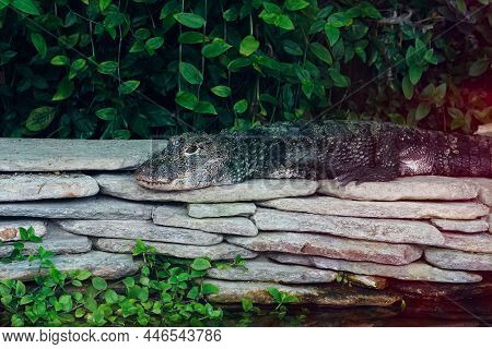 Closeup On The Critically Endangered Chinese Alligator, Alligator Chinensis , Laying On A Tree Trunk