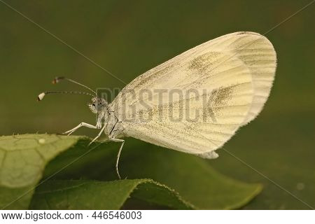 Closeup Of The Wood White Butterfly, Leptidea Sinapis Sitting On A Green Leaf