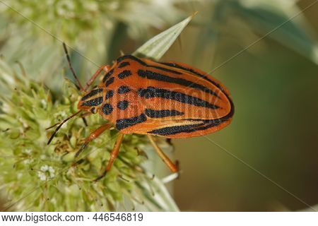 The Colorful Red Shieldbug, Graphosoma Semipunctatum On Green Flower Of Eryngo, Or Watling Street Th