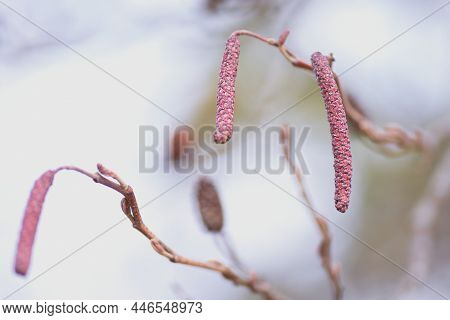 Japanese Alder Male Flowers And Ripe Fruits. Betulaceae Deciduous Tree, Grows In Wetlands And Rivers