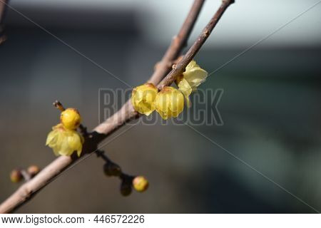 Winter Sweet Blossoms. Calycanthaceae Deciduous Tree. The Flowering Season Is From December To Febru