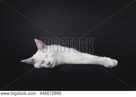 Majestic Young Adult Solid White Maine Coon Cat, Laying Down Facing Front With Paws Stretched To The