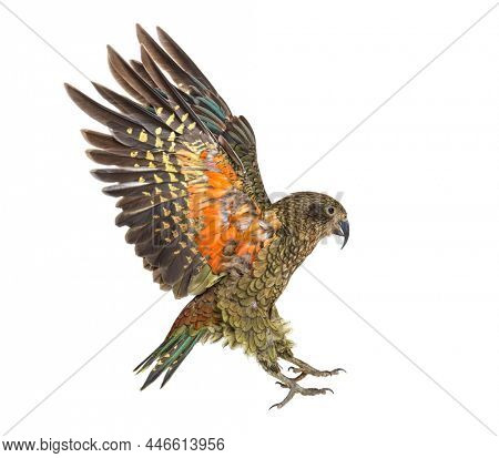 Kea Bird, Nestor notabilis, or Alpine parrot, flying, isolated on white