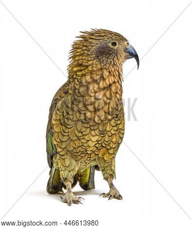 Kea, Nestor notabilis, or Alpine parrot, ruffling in front of white background