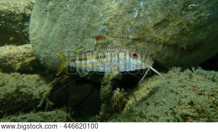 Striped Red Mullet Or Surmullet (mullus Surmuletus) Undersea, Aegean Sea, Greece, Halkidiki