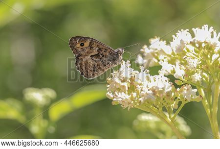 Southern Cranberry (hipparchia Aristaeus) Butterfly On Plant