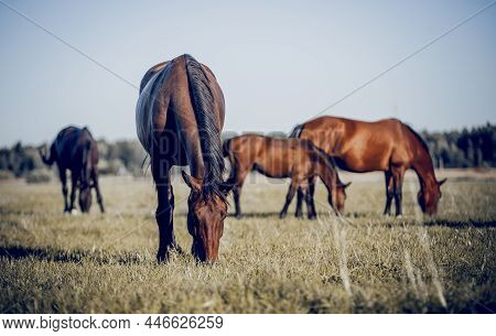 A Herd Of Sporting Horses Grazing On The Field. Horses Grazing In The Field. Rural Landscape.