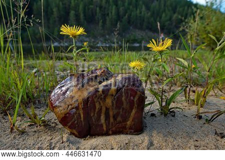 Russia.chita Region. Picturesque Multicolored Minerals Along The Rocky Shores Of The Menza River, Wh