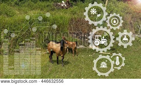 Smart Agritech Livestock Farming Concept. Modern Dairy Farm.