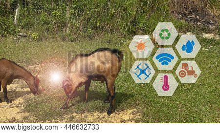 Smart Agritech Livestock Farming Concept. Modern Dairy Farm.