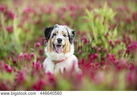 The Australian Shepherd Is A Breed Of Herding Dog From The United States. Portrait Od Dog In Clover 