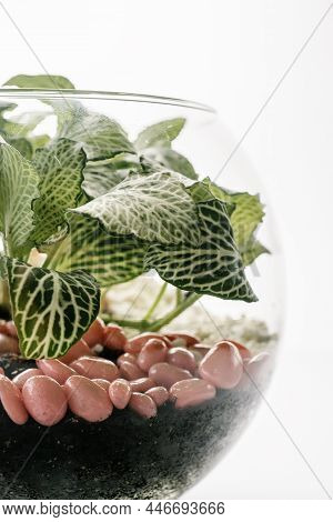 Transparent Florarium With Home Plants Front View.