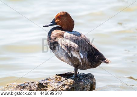 Beautiful Duck With Orange Head, Common Pochard Male, Aythya Ferina, Standing On A Lake Shore. The C
