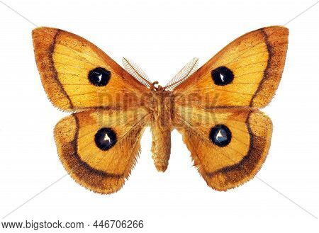 Aglia Tau (male) On A White Background. Tau Emperor. Colorful Orange Night Moth For Design.