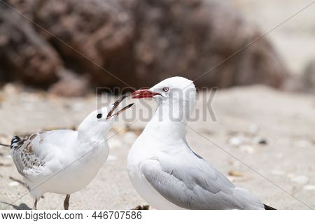 Seagull Adult Being Pestered By Pesky Juvenile For Food On Beach