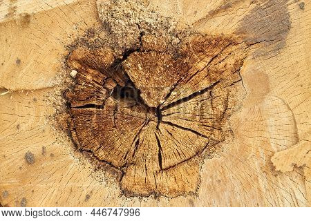 Pine Stump From Felled Tree In Forest. Wood Damaged By Bark Beetle. Cutting Of The Trees, Bark Beetl