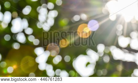 Concept For Design Blurred And Defocused Effect Season. Daylight In Outdoor And The Air Is So Fresh.