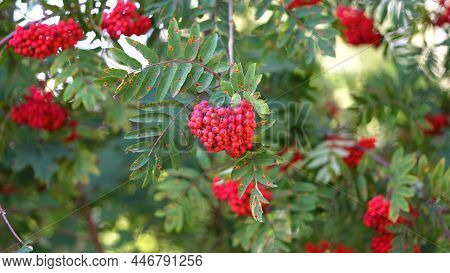 Ripe Red-orange Rowan Berries Close-up Growing On The Branches Of A Rowan Tree. The Branches Of A Ro