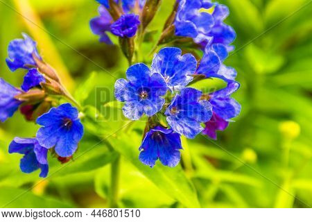 Early Spring Forest Or Garden Flower Lungwort Blooms And Feeds Insects And Bees With Blue And Purple