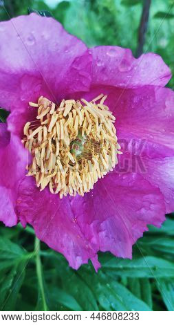 Forest Flower Maryin Root. Pistils And Stamens.
